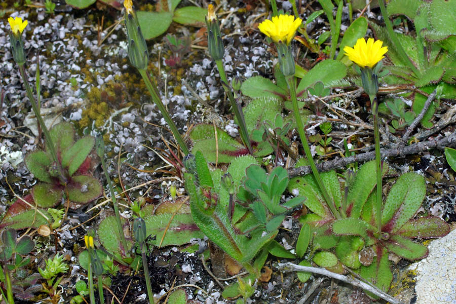Minuscola asteracea - Hypochaeris glabra